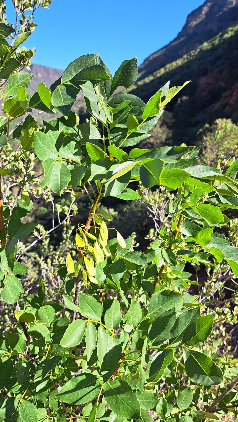 Fraxinus anomala var. triphylla photo 2