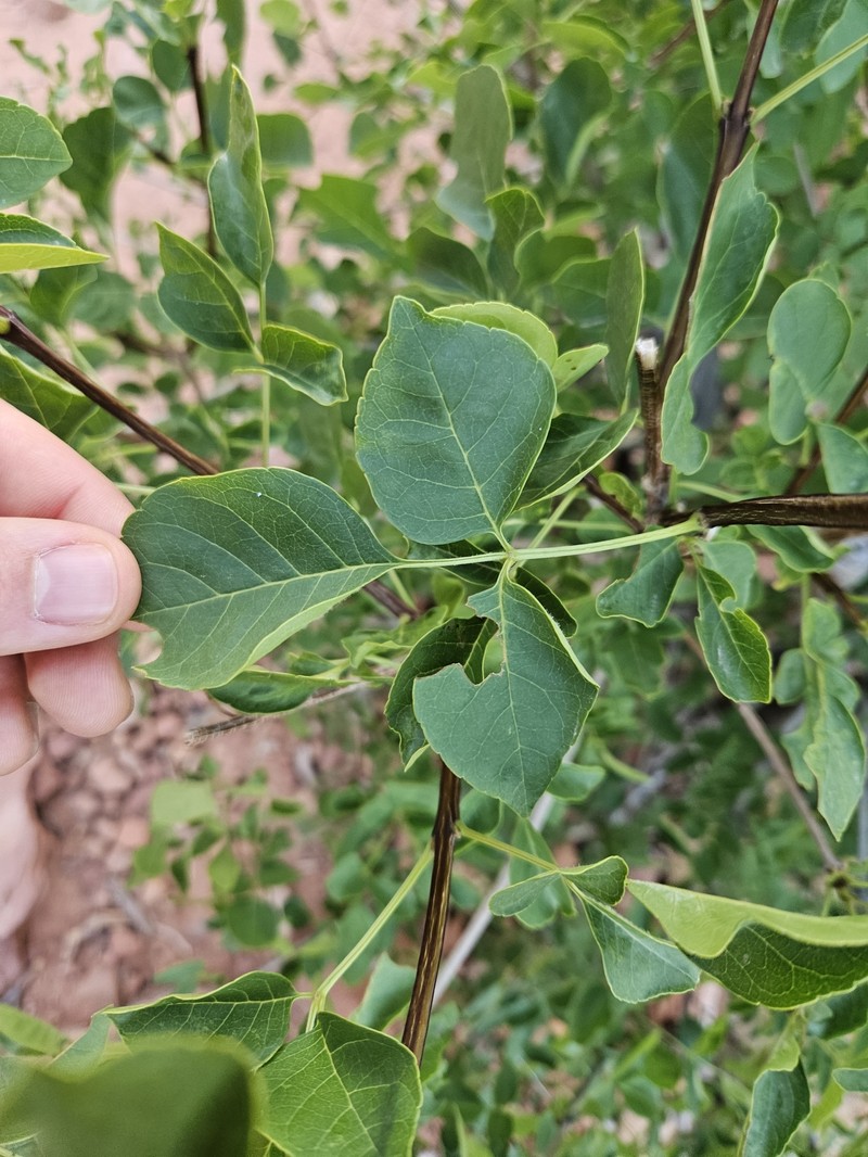 Fraxinus anomala var. triphylla photo 3