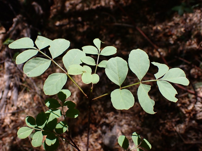 Fraxinus anomala var. triphylla photo 4