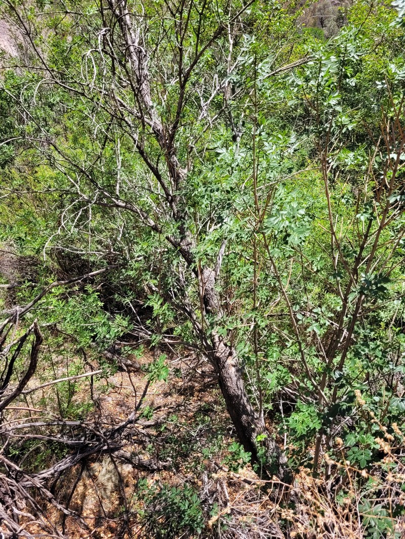 Fraxinus anomala var. triphylla photo 5