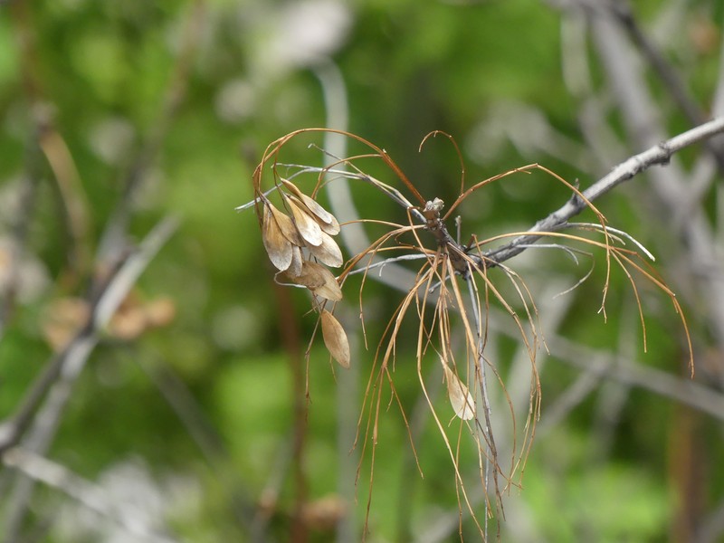 Fraxinus anomala var. triphylla photo 6