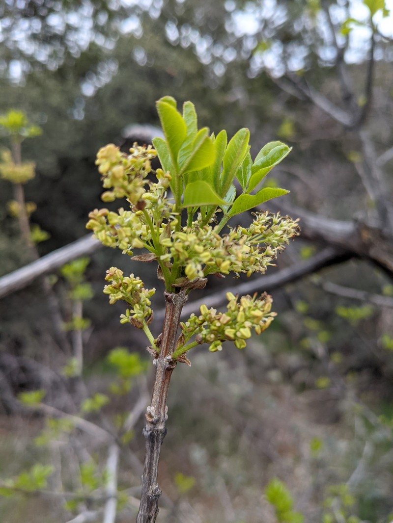 Fraxinus anomala var. triphylla photo 8