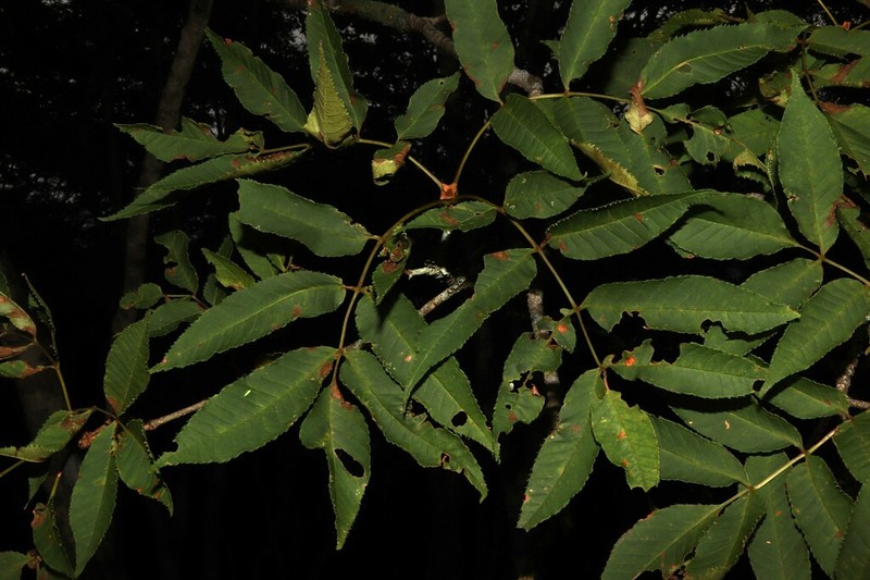 Fraxinus apertisquamifera
