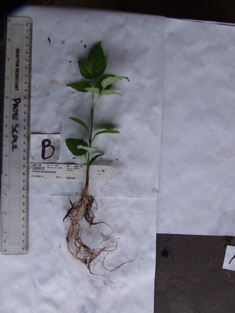 Fraxinus apertisquamifera photo 2