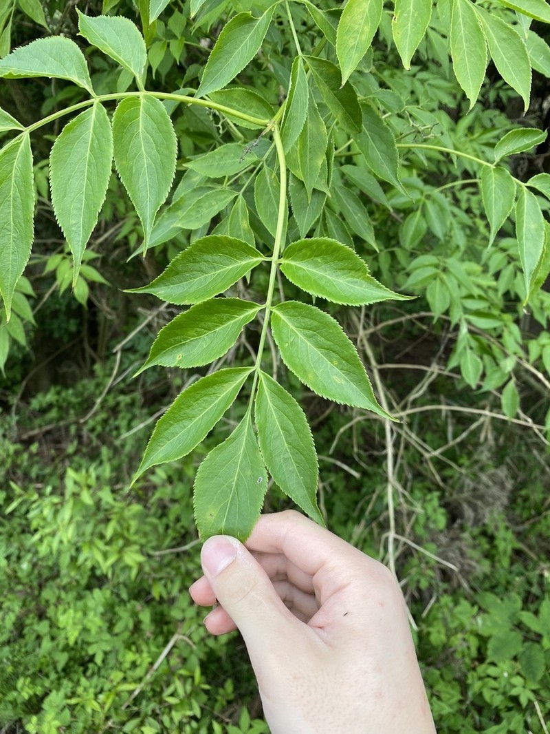 Fraxinus apertisquamifera photo 3
