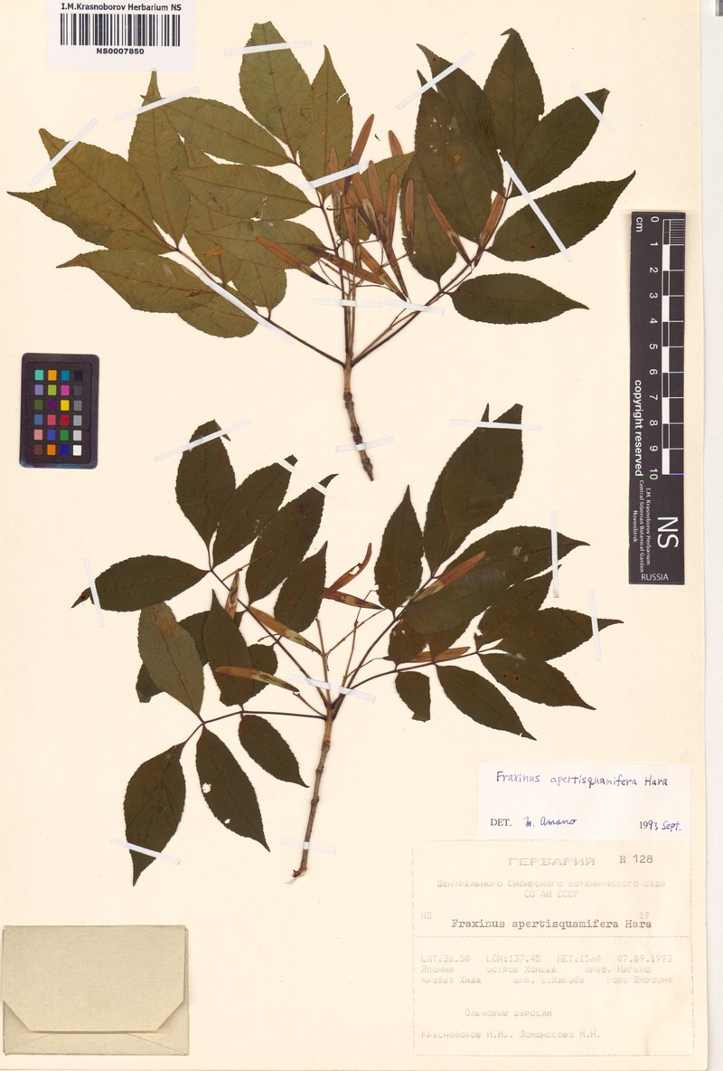 Fraxinus apertisquamifera photo 4