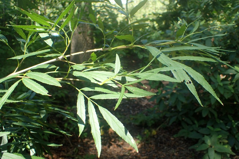 Fraxinus baroniana