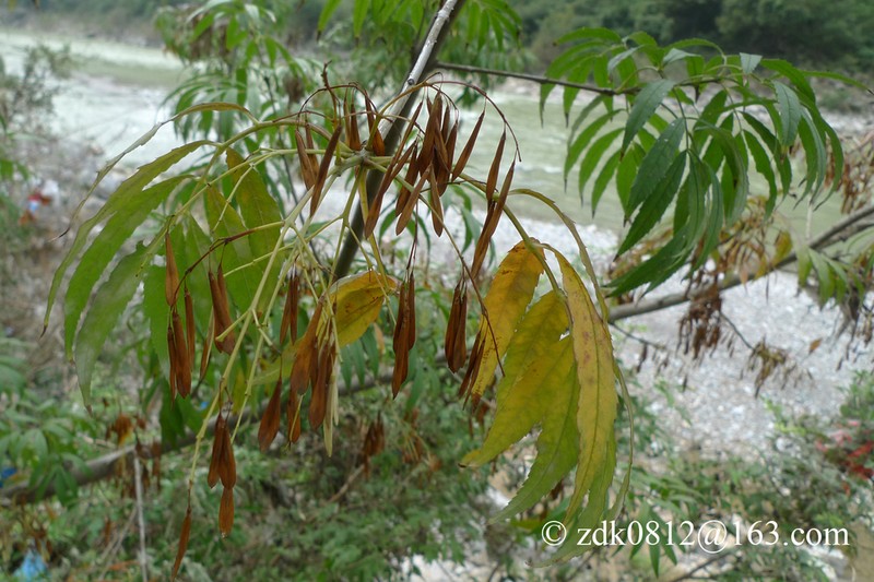 Fraxinus baroniana photo 2