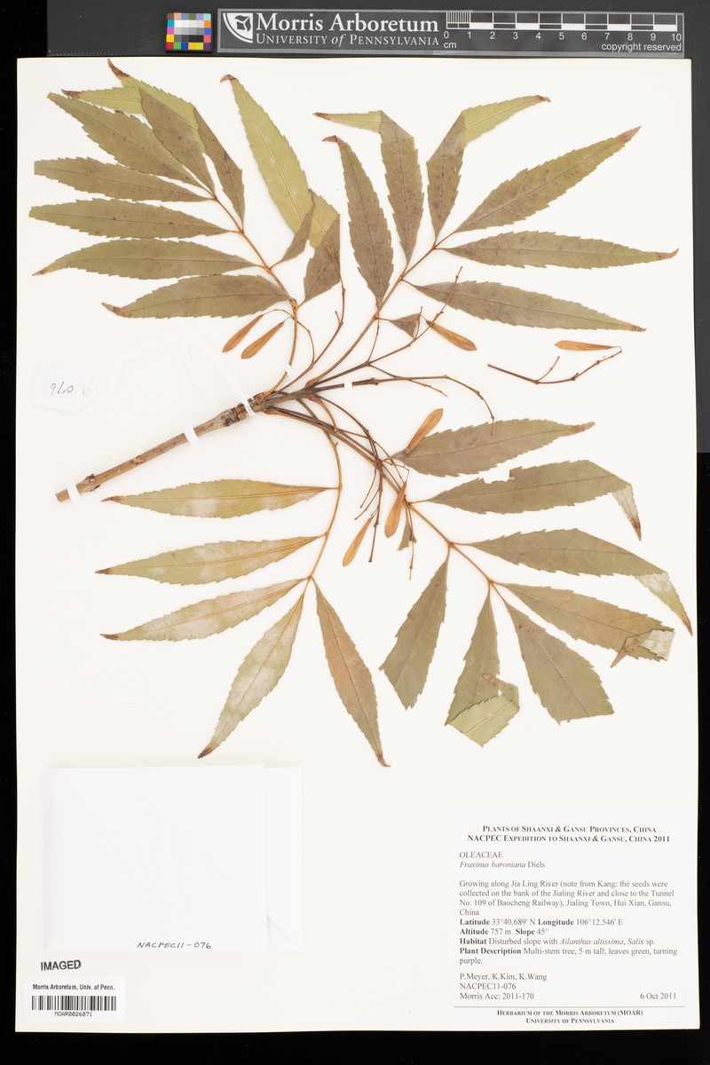 Fraxinus baroniana photo 3