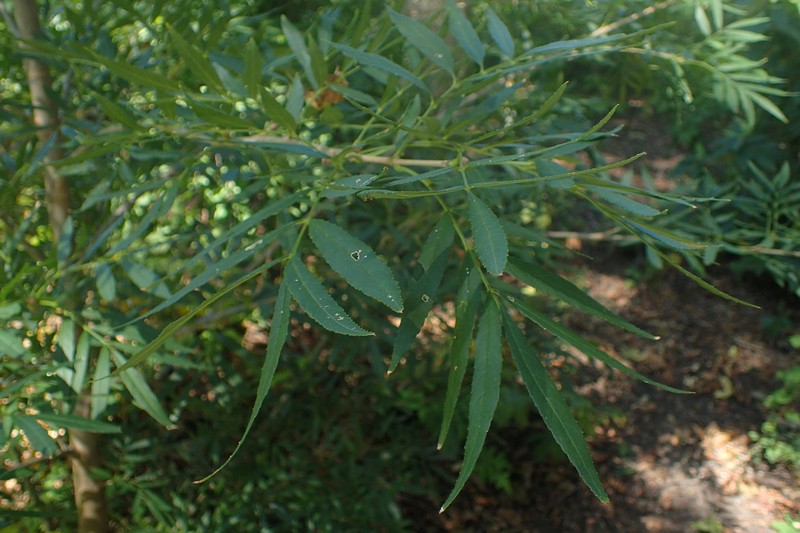 Fraxinus baroniana photo 4