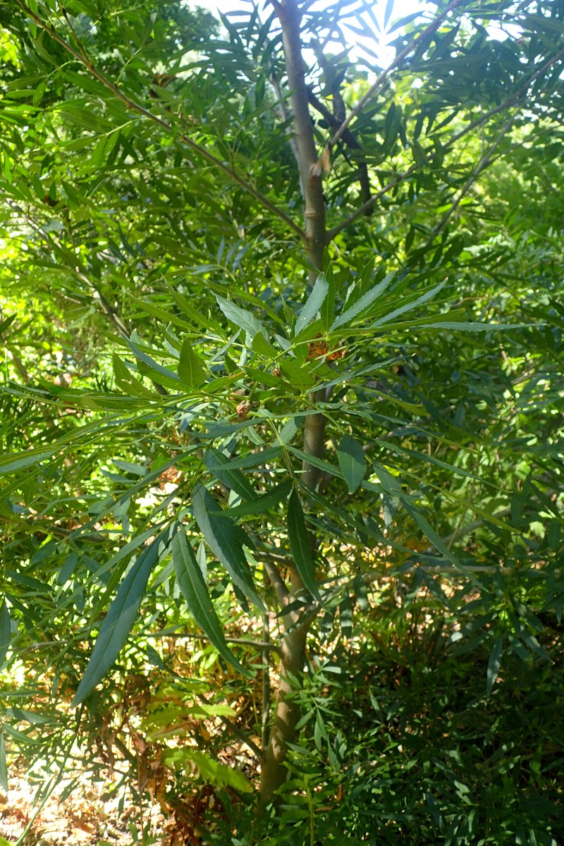 Fraxinus baroniana photo 5
