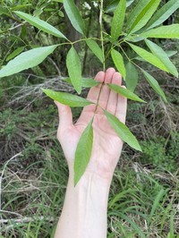 Mexican Ash
