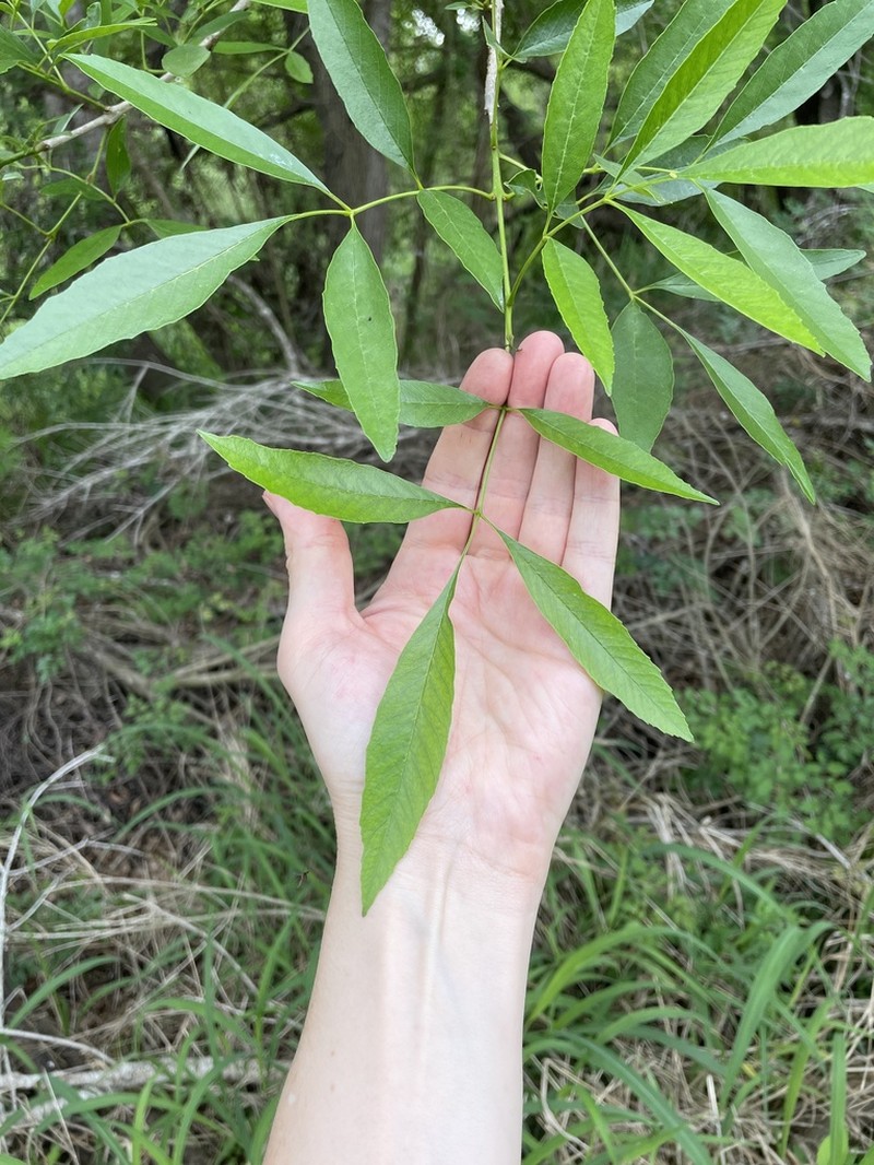 Mexican Ash