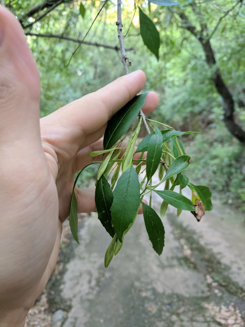 Mexican Ash photo 2