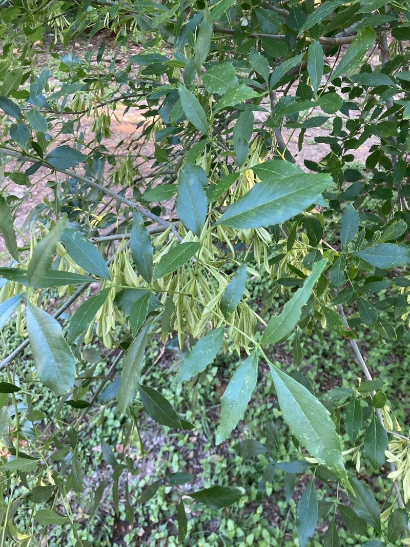 Mexican Ash photo 3