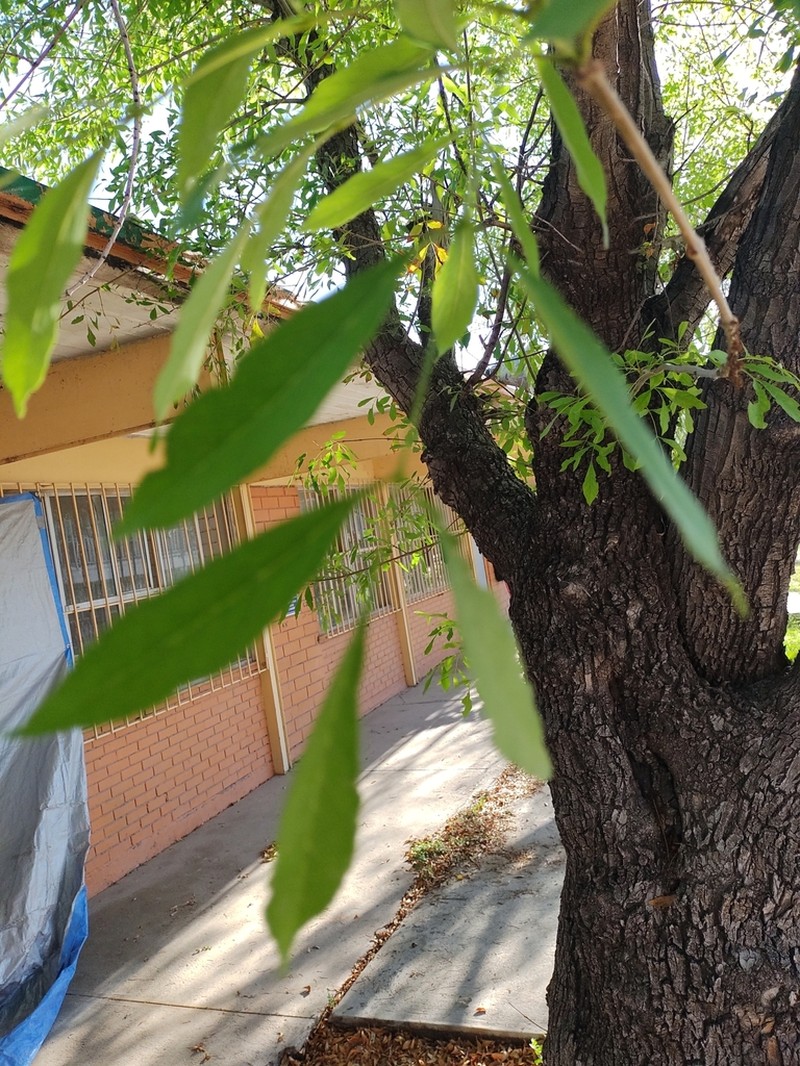 Mexican Ash photo 4