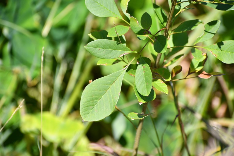 Mexican Ash photo 5