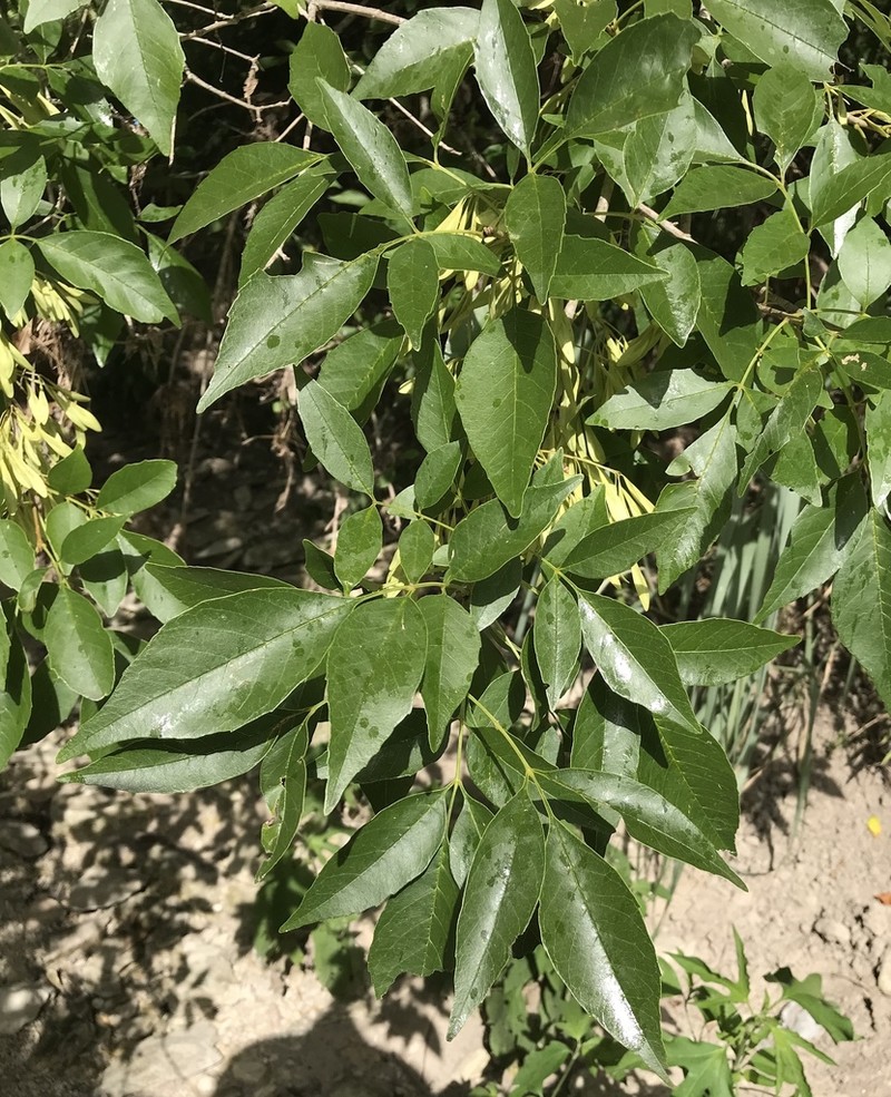 Mexican Ash photo 6