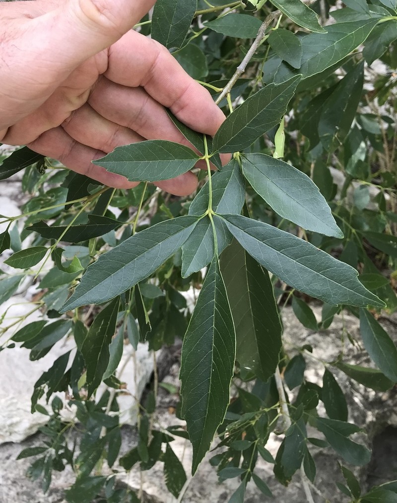 Mexican Ash photo 7