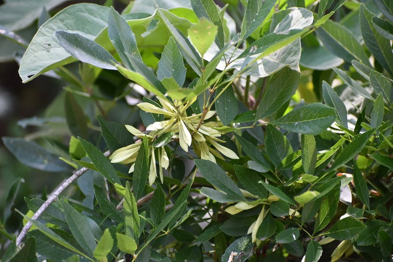 Mexican Ash photo 8