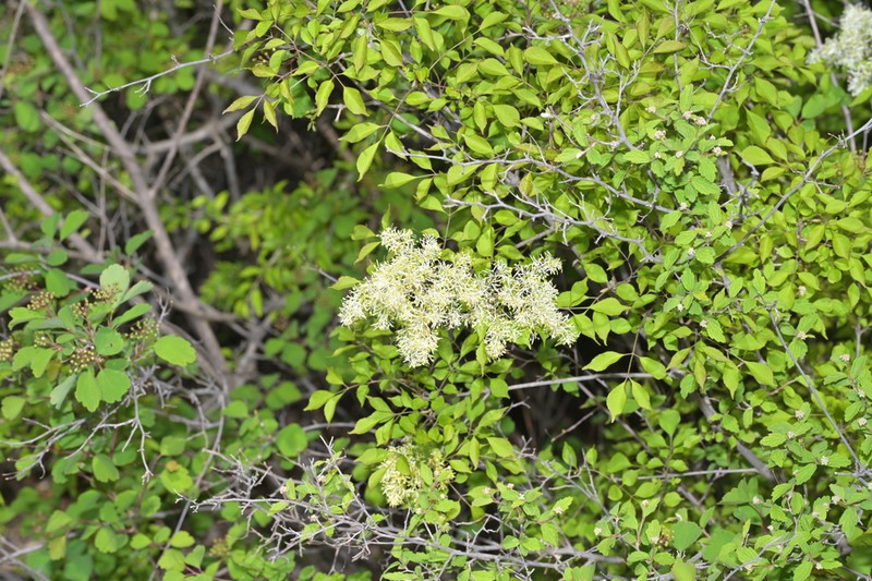Fraxinus bungeana