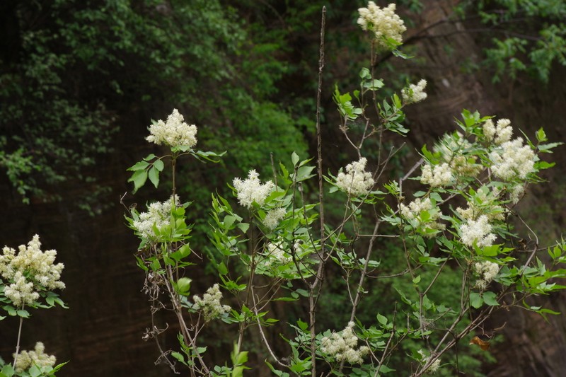 Fraxinus bungeana photo 2