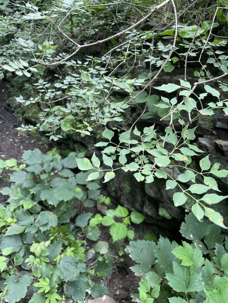 Fraxinus bungeana photo 3