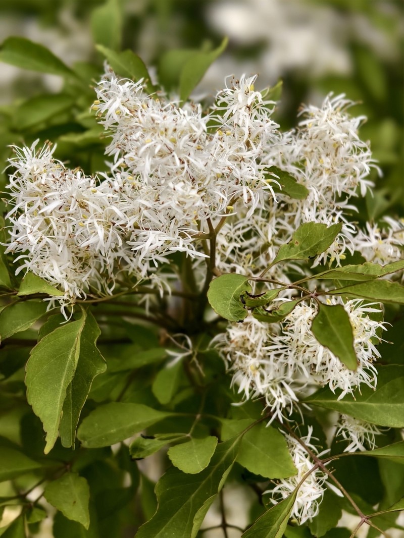 Fraxinus bungeana photo 4