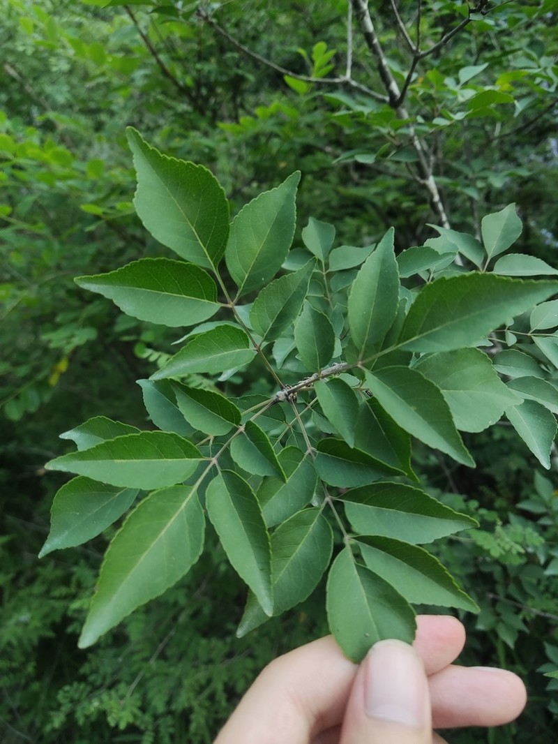 Fraxinus bungeana photo 5