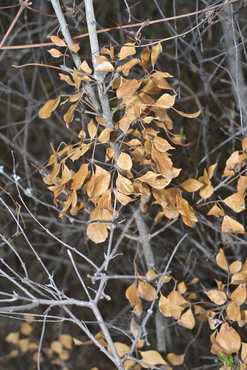 Fraxinus bungeana photo 6