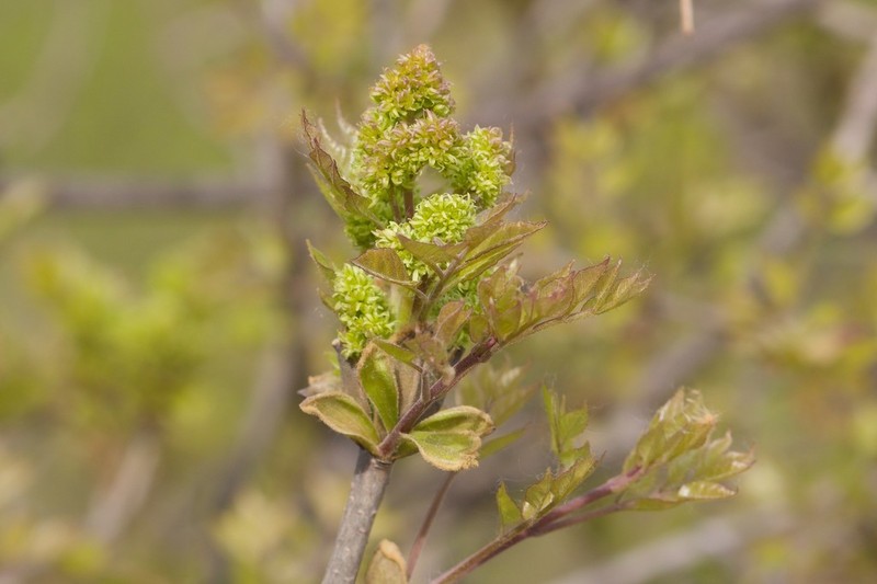 Fraxinus bungeana photo 7