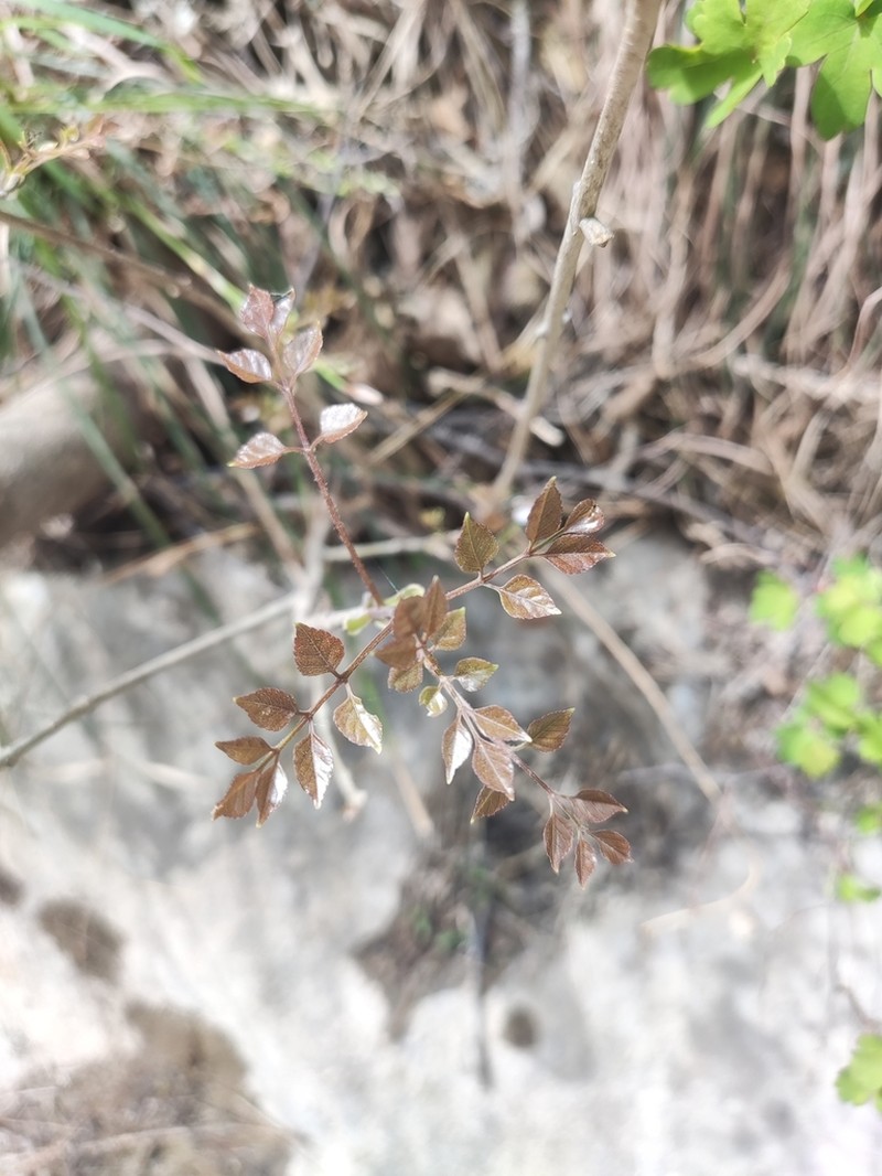 Fraxinus bungeana photo 8