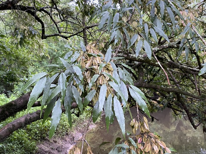 Carolina Ash