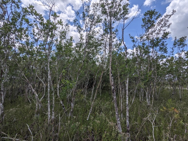 Carolina Ash photo 2