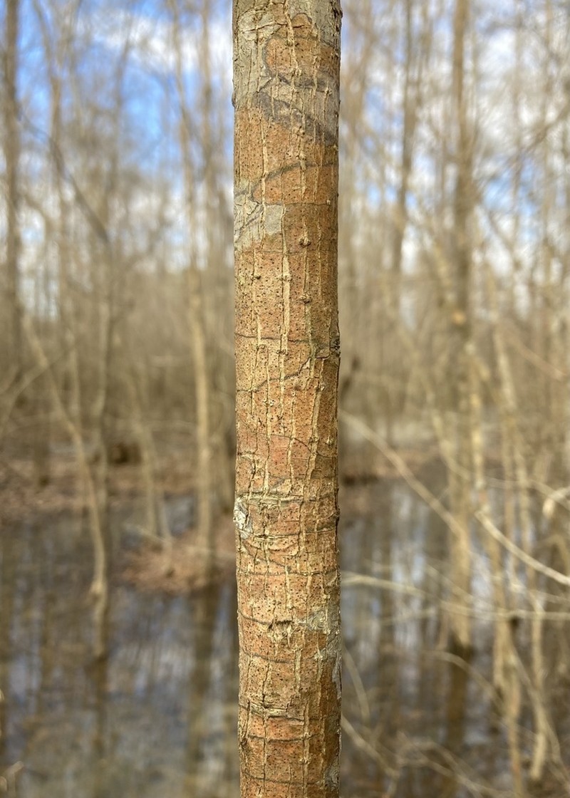 Carolina Ash photo 4
