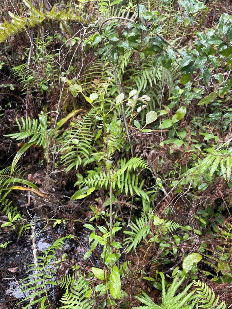 Carolina Ash photo 5