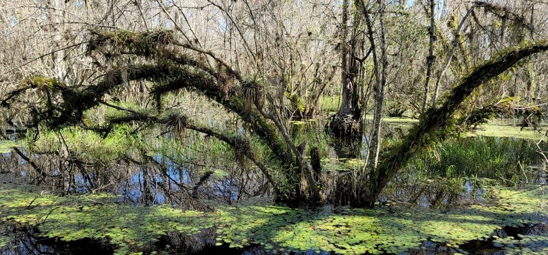 Carolina Ash photo 6