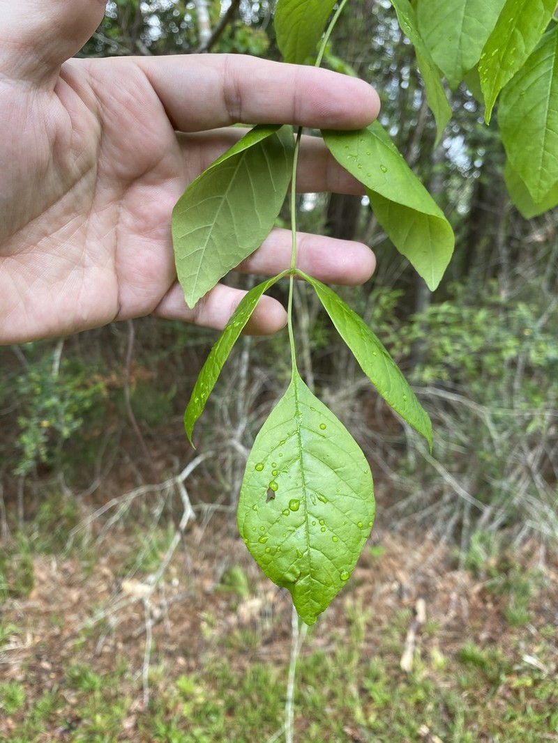 Carolina Ash photo 7