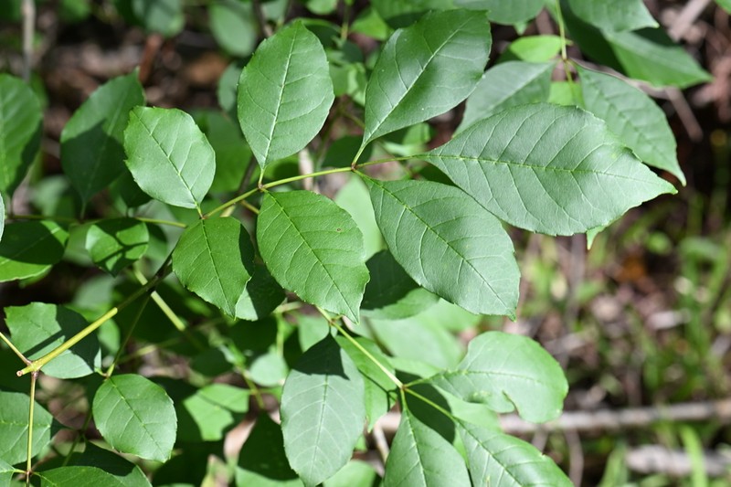 Carolina Ash photo 8