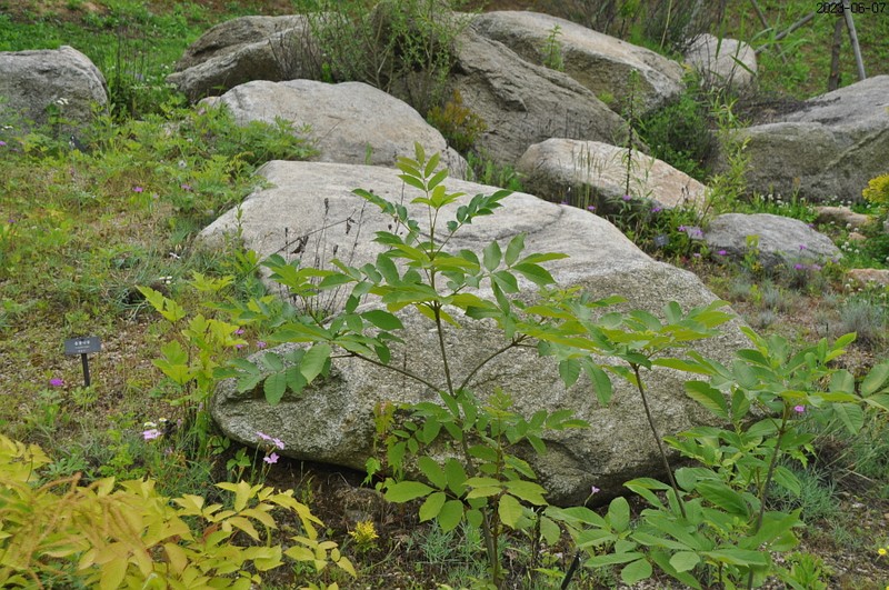 Fraxinus chiisanensis