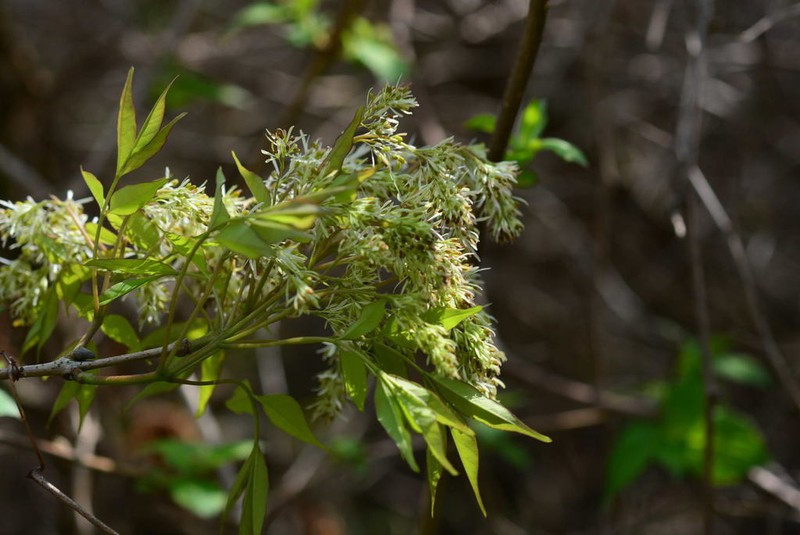 Fraxinus chiisanensis photo 2