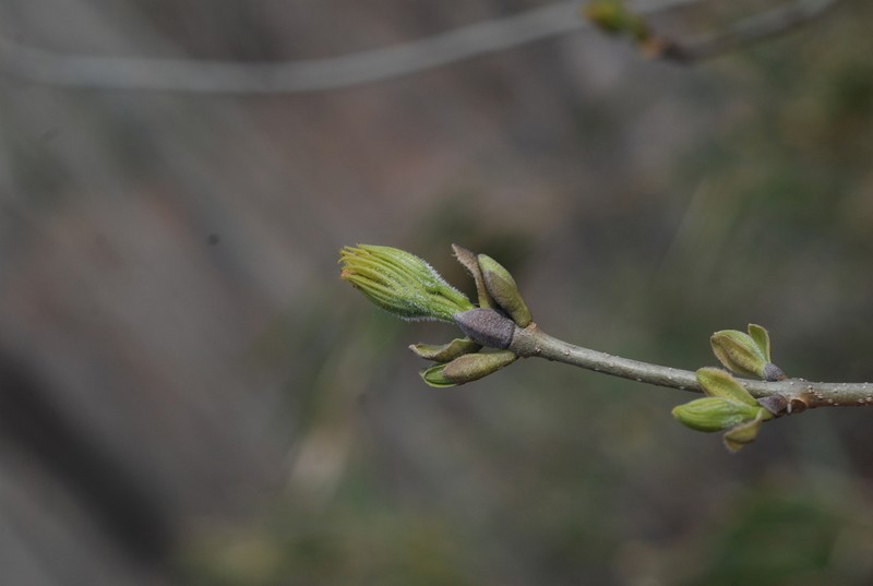 Fraxinus chiisanensis photo 3