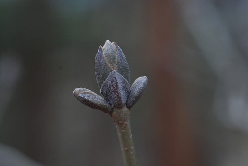Fraxinus chiisanensis photo 4