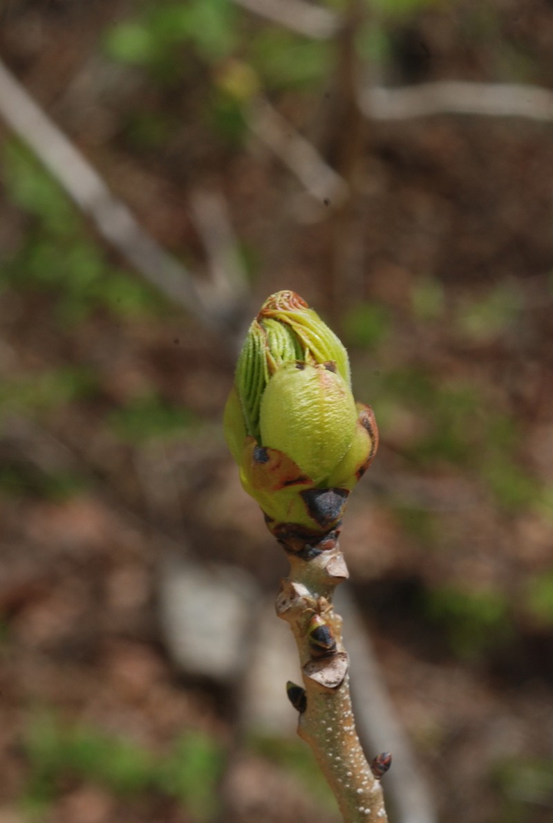 Fraxinus chiisanensis photo 5