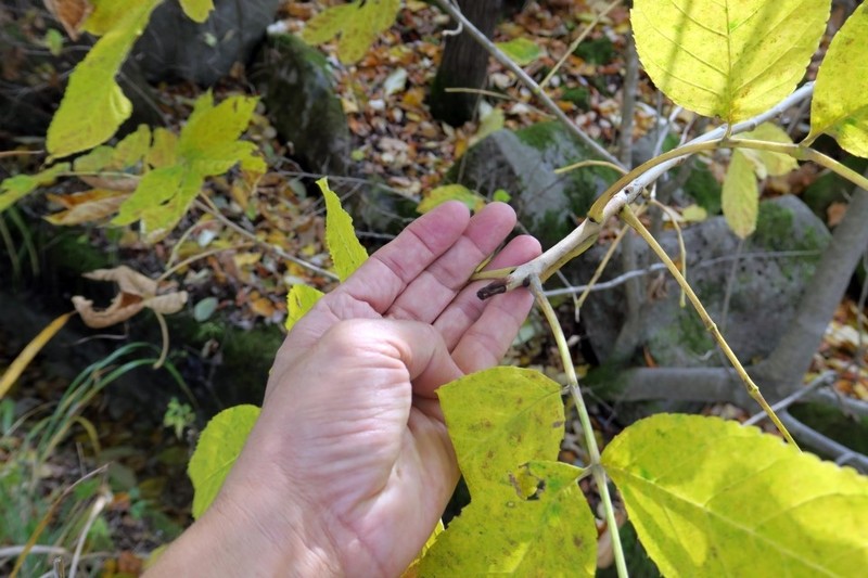 Fraxinus chiisanensis photo 6