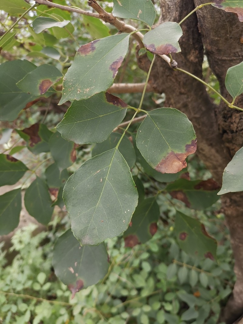 Chinese Ash photo 2