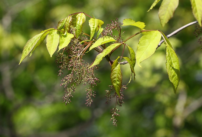 Chinese Ash photo 3