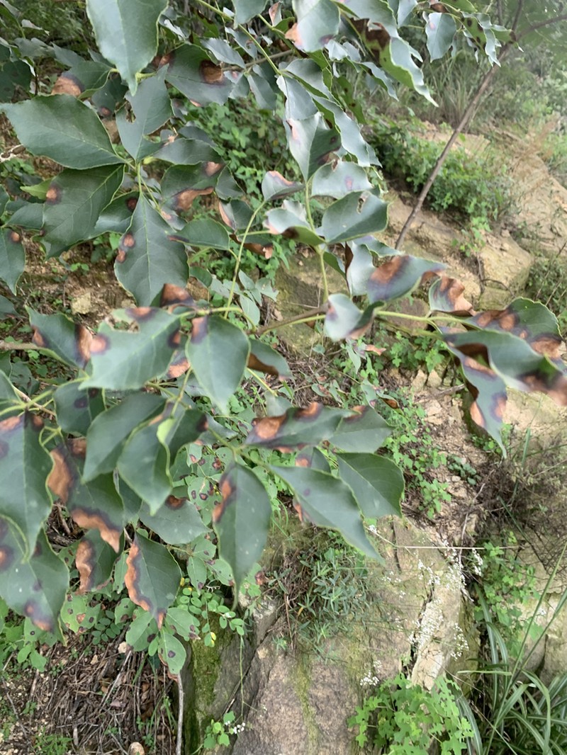 Chinese Ash photo 4