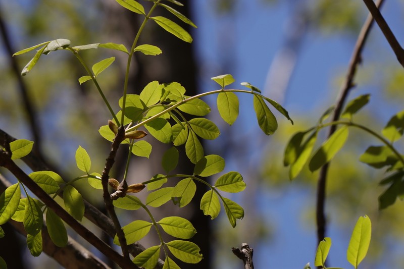 Chinese Ash photo 5