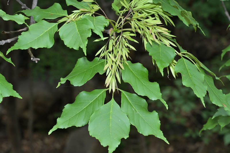 Chinese Ash photo 6